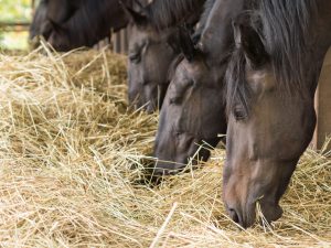 Horse Food