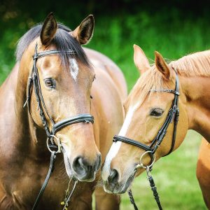 Bridles