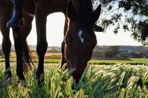 Grazing Muzzles