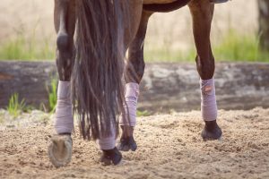 Horse Boots & Bandages