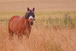 Fly Masks, Fringes & Nose Nets