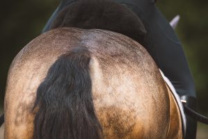 Tail Guards & Tail Bandages