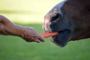Treats, licks & stable toys