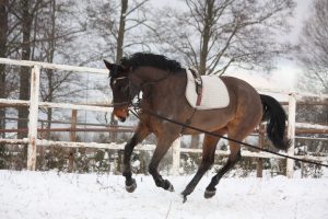 Lunging & Training Equipment