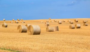 Hay & Haylage