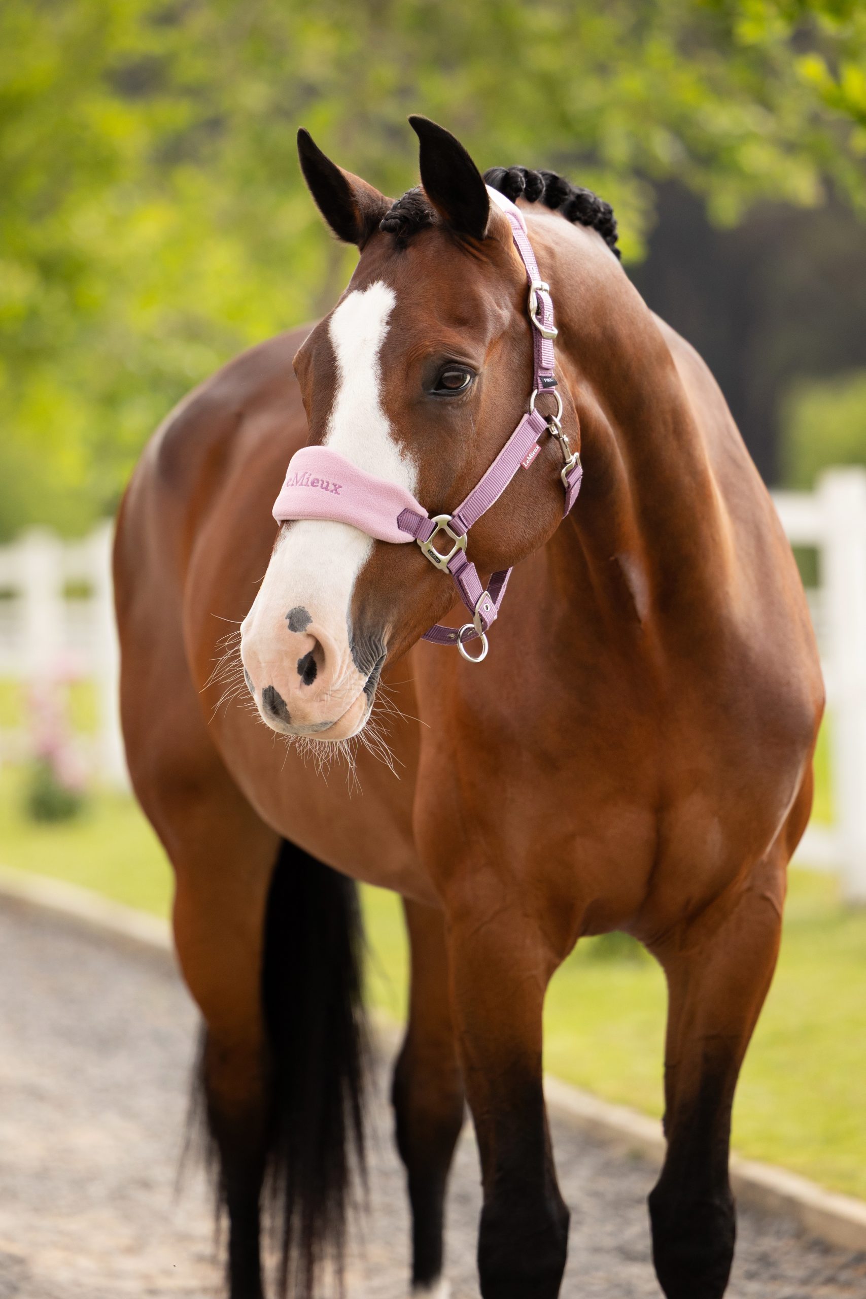 IT08336_lifestyle_vogueheadcollar_mallow_01